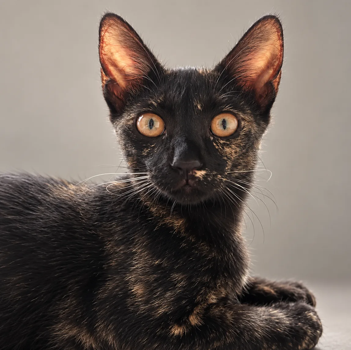 itty our cat